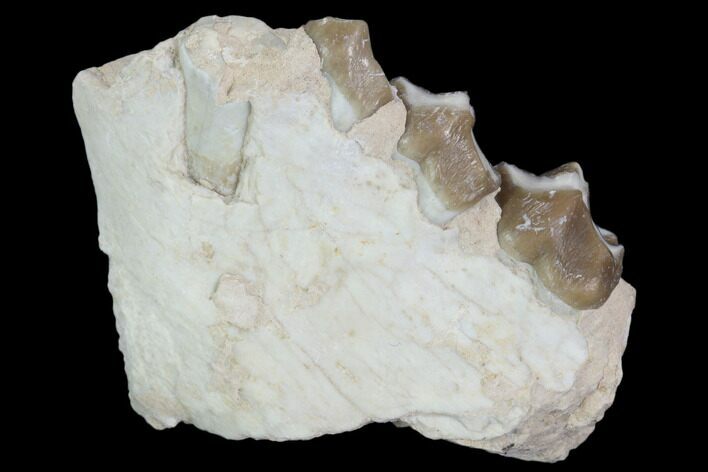 Oreodont (Leptauchenia) Jaw Section - South Dakota #101829